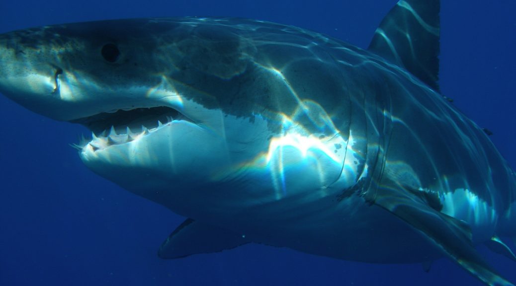 So you want to be published? Be careful -there are sharks. Storytellerchristine- multiplying disciples one story at a time